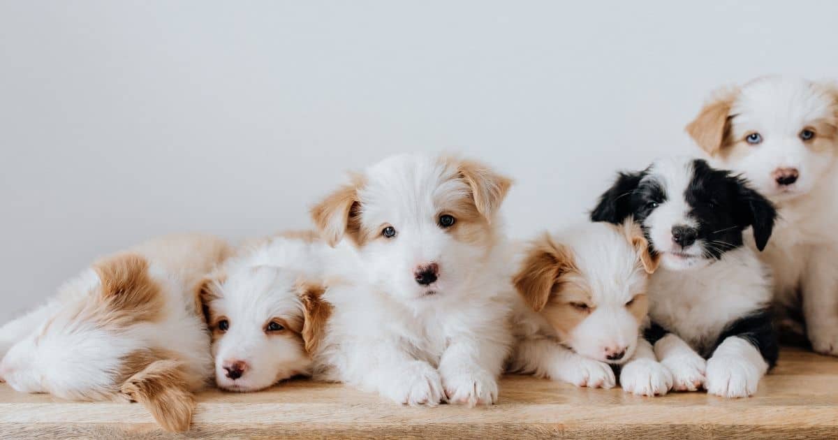שמות לכלבים | 1000 שמות מא' עד ת' שיעזרו לכם לבחור את השם המושלם