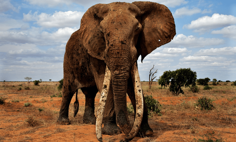 תאו , אריה , היפופוטם , קרנף ופילים בואו ללמוד על החיות הכי גדולות באפריקה. מי הם באמת החיות שמנהלות את היבשת הכי פרועה ומעניינת בעולם