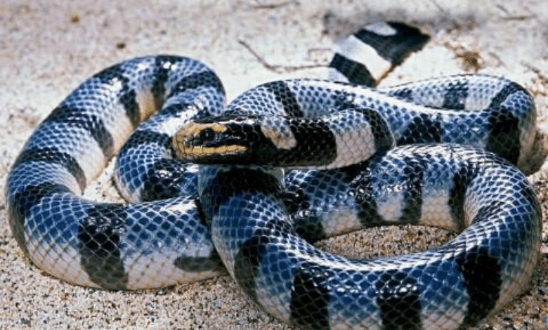 מי הנחש הכי ארסי בעולם? בואו לגלות את 5 הארסיים ביותר!