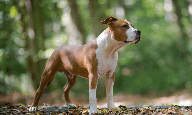 בואו להכיר את הכלבים הכי מסוכנים שיש- הדוגו ארגנטינאי, בול טרייר, אמסטף, רוטוילר ופיטבול. נלמד כמה הם באמת מסוכנים ואיך אפשר לגדל אותם נכון.