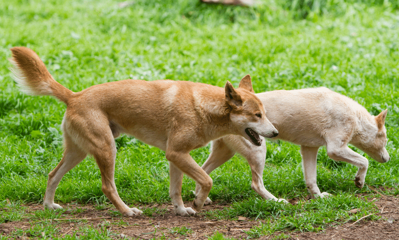 רועה כנעני או 'כלב כנעני' הוא הכלב הגזעי היחידי שמקורו בארץ ישראל. בואו ללמוד ולגלות כל מה שאפשר על הכלב המדהים והכי ישראלי שאפשר למצוא.
