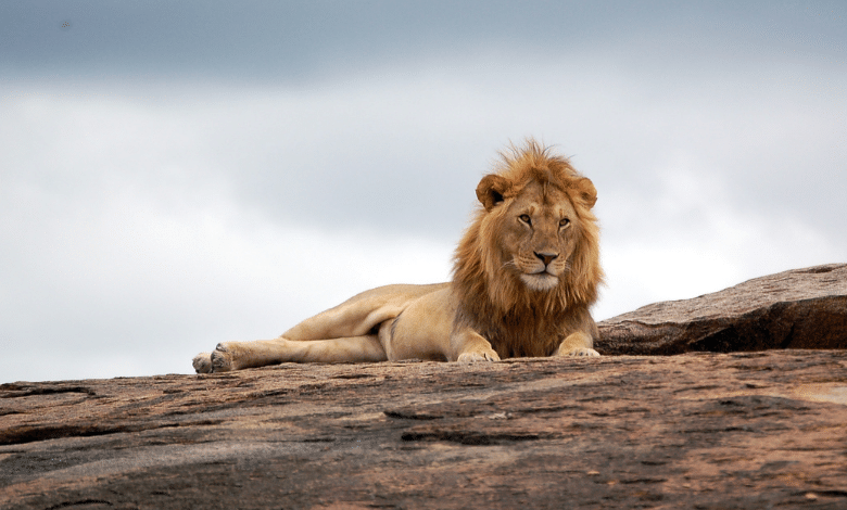 מלך האריות, במבי, קונגפו פנדה ורטטוי סרטי החיות שכולנו גדלנו עליהם. בואו להיזכר קצת על מה מדובר ולמה נבחרו דווקא החיות האלו להעביר את הסיפור? 