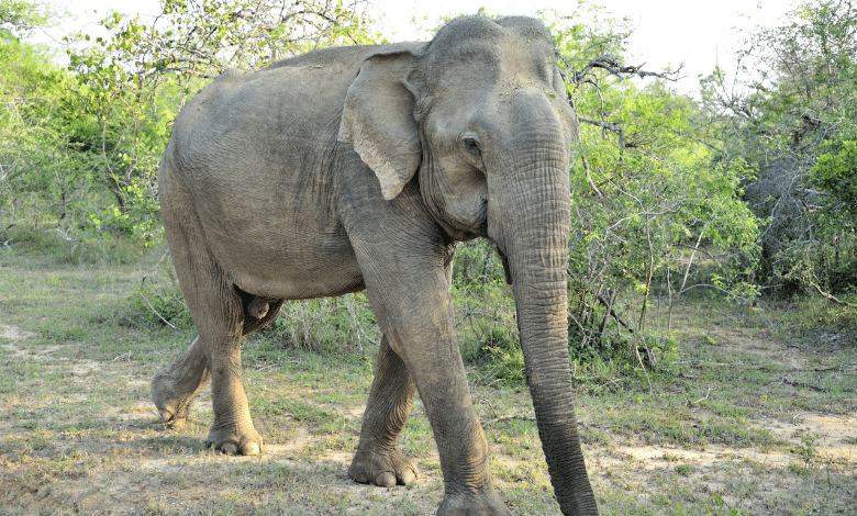 למרות שהם היונק הכי גדול ביבשה הפילים הם חיות רגישות, אינטליגנטיות ועדינות מאוד. בואו ללמוד על בני הדודים של הממותות -הפיל האסייתי והאפריקני.