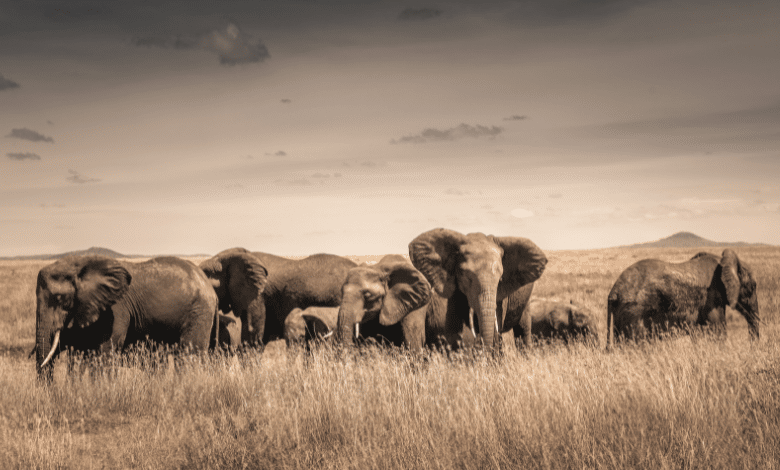 פילים בכל הסוגים- בואו ללמוד על היונק הכי גדול ביבשה