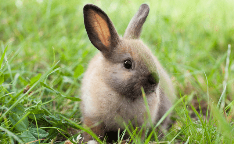 איזה ארנב הכי כדאי לגדל בבית? והאם ארנב ננסי מומלץ?