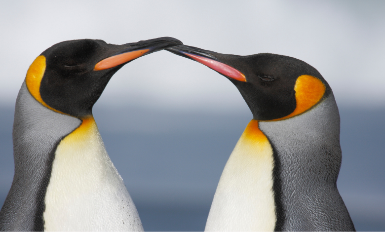 האם ידעתם שלא רק אצל בני אדם יש זוגות מונוגמיים? גם פינגווינים, שועלים, דורבנים, נשרים וכמה קופים חיים זוגות קבועים. בואו ללמוד מהם כמה דברים