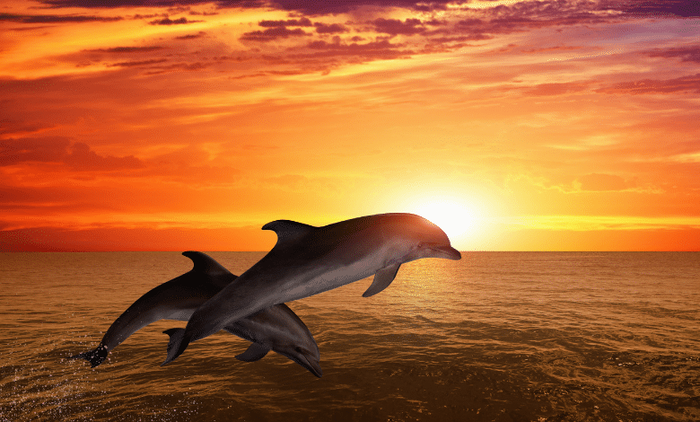 דולפינים ביסקסואלים - אל תגידו שזה לא טבעי אם זה בטבע