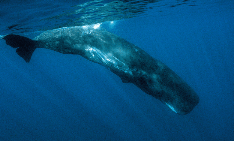 אתם יודעים מיהו הטורף הכי גדול בעולם? בואו לגלות הכול על לוויתנים ראשתנים! מפלצת ים אכזרית שהיוותה את הבסיס לסיפורים רבים כמו מובי דיק ועוד 