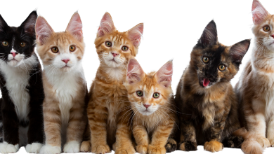 החתולים היקרים בואו להכיר את חמשת החתולים הכי יקרים בעולם