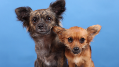 כלבים קטנים - מיהם הגזעים הקטנים ומה צריך לדעת על הטיפול בהם