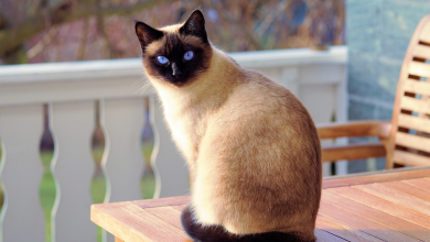 חתול סיאמי - כל מה שצריך לדעת על הגזע המיוחד
